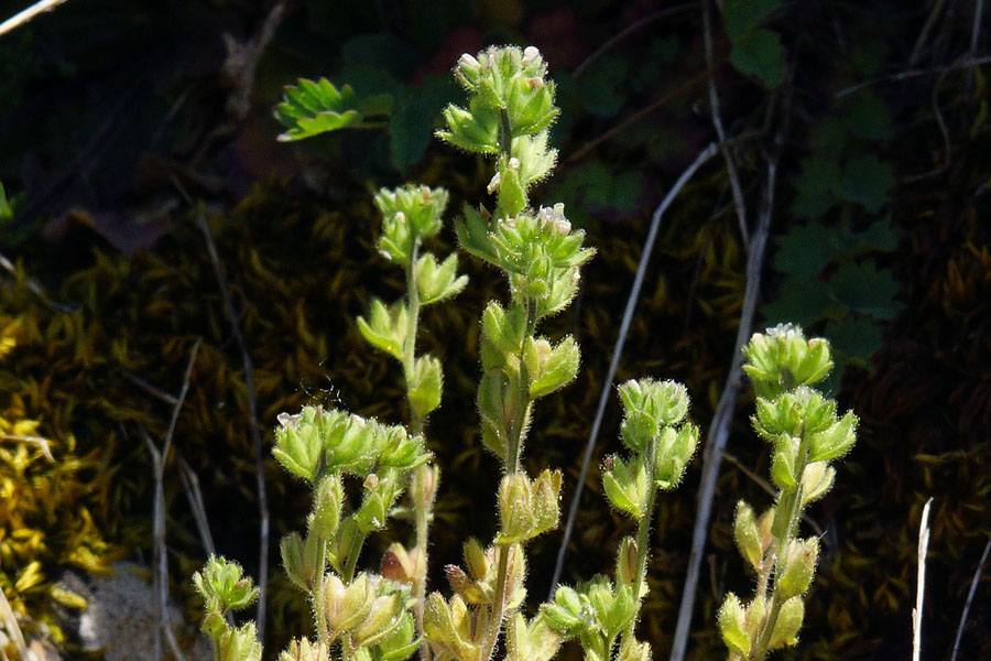 Veronica arvensis / Veronica dei campi